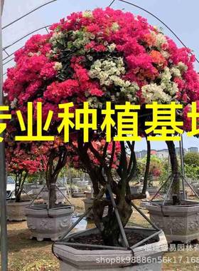 造型多色三角梅价格紫色红花三角梅桩景基地泰国五雀三角梅