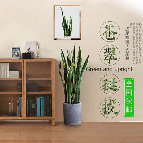 室内绿植虎皮兰吸甲醛植物四季常青水培花盆好养陶瓷盆栽花卉盆景