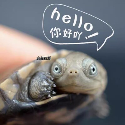 水龟王国外塘西非侧颈宠物龟苗热带深水长颈观赏龟仰泳笑脸沼泽龟