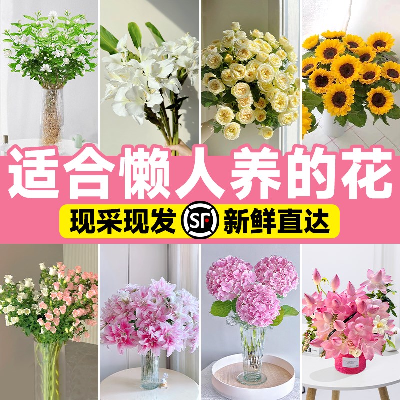 适合懒人养的花百合风铃鲜切花云南直发水培植物向日葵花室内插花