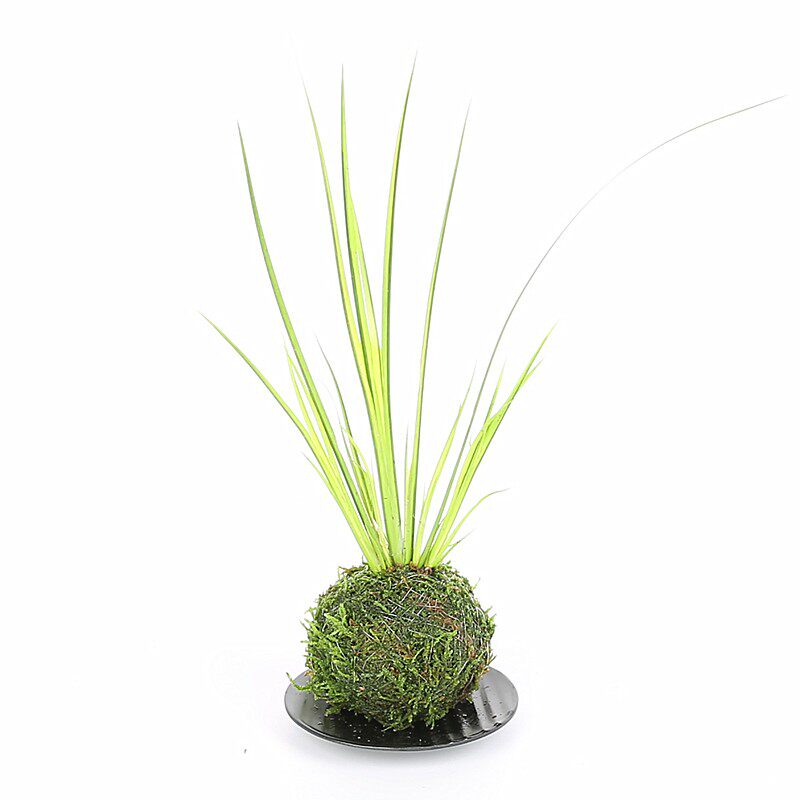 胧月苔藓球苔玉菖蒲室内办公桌茶桌面盆景日式中式小盆栽绿植物