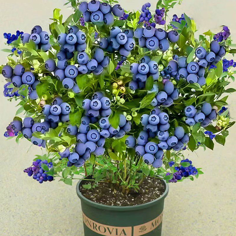 蓝莓树果苗带果蓝莓苗盆栽果树苗当年结果南北方种植兔眼特大阳台