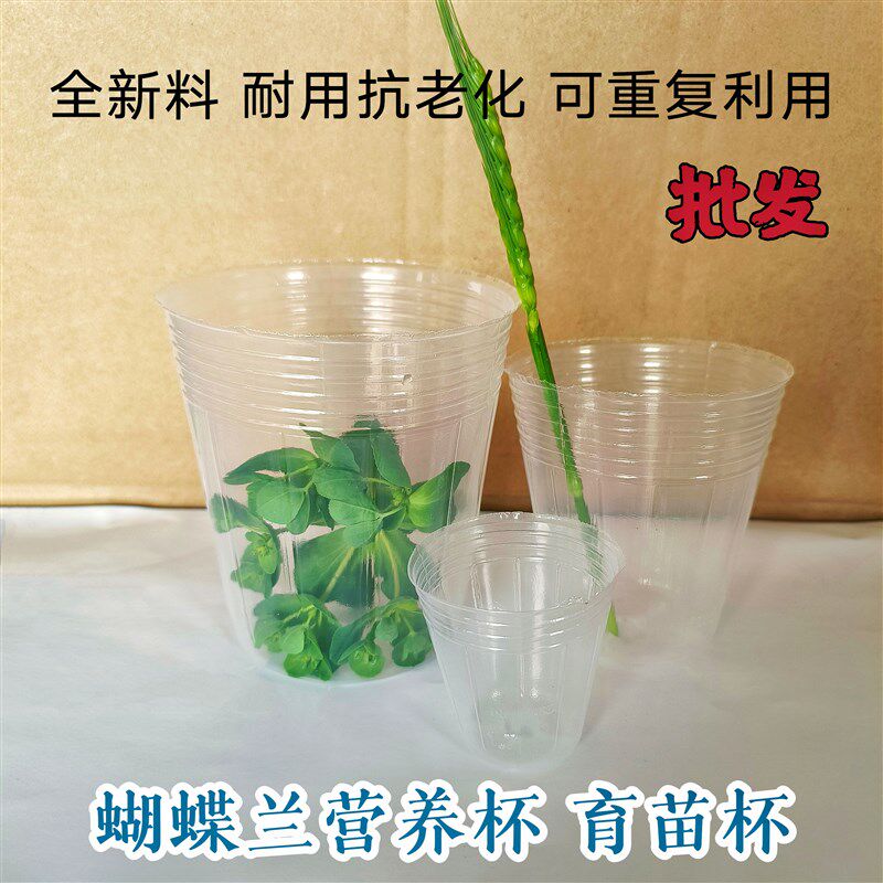 蝴蝶兰营养杯石斛兰专用育苗盆多肉育苗扦插盆蔬菜育苗透明营养钵