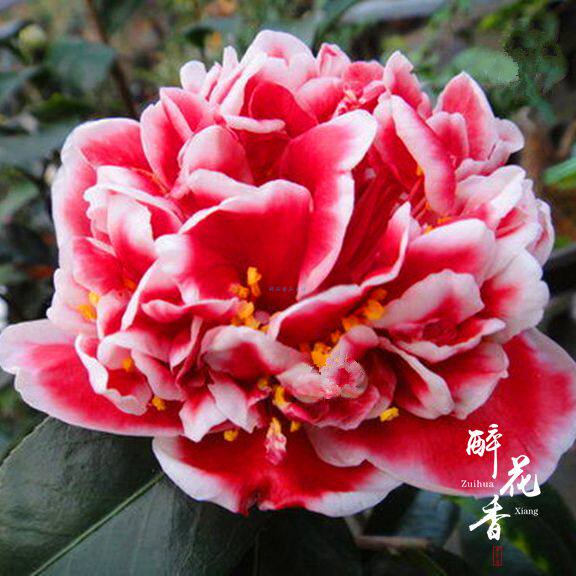 龙火珠茶花苗 绿植花卉盆栽 阳台客厅花苗庭院植物办公室盆景名贵