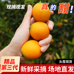 正宗金柑融安广西金桔第三代现摘脆蜜鲜果应季纯甜新鲜整箱水果