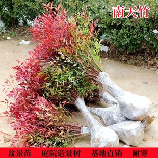 南天竹树苗庭院花卉植物绿化苗火焰木红天竹观叶盆栽耐寒四季常青