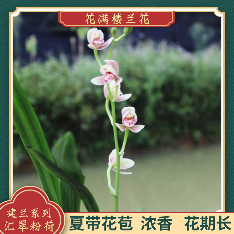 花满楼兰花苗建兰四季兰铭品汇翠粉荷原生老种夏带花苞好养易活