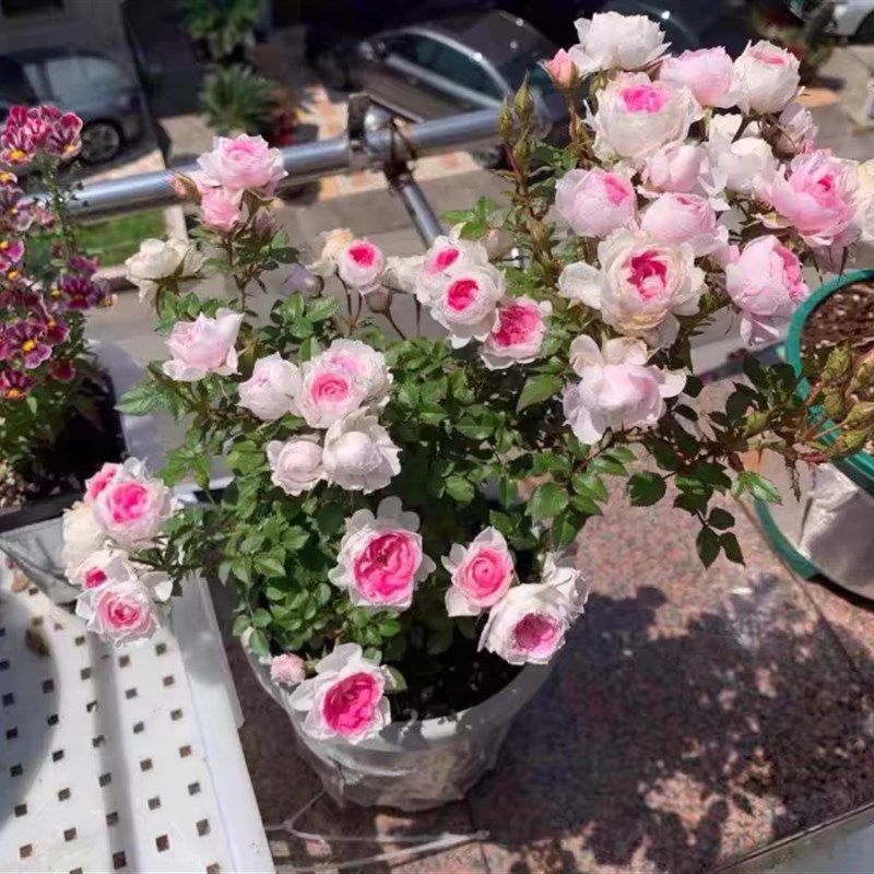 微月玛丽月季大苗盆栽阳台迷你月季株型矮小紧凑勤花四季花卉植物