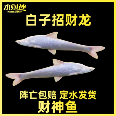 变异红眼白子招财龙 大型常温观赏鱼温和混养龙鱼中层配鱼招财鱼