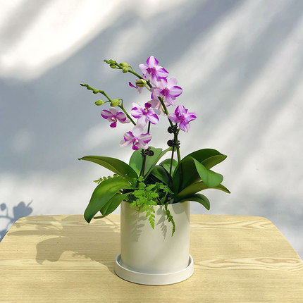 蝴蝶兰带花盆栽办公桌阳台客厅书房美观干净容易好养广州现货包邮