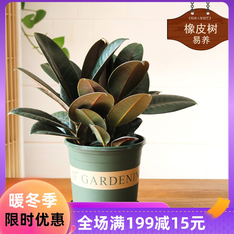 橡皮树室内小盆栽办公室桌面绿植四季常青植物装饰植物易种黑金刚