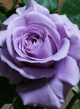 大花蓝紫色月季花苗蓝色物语浓香庭院四季玫瑰花卉绿植物阳台盆栽