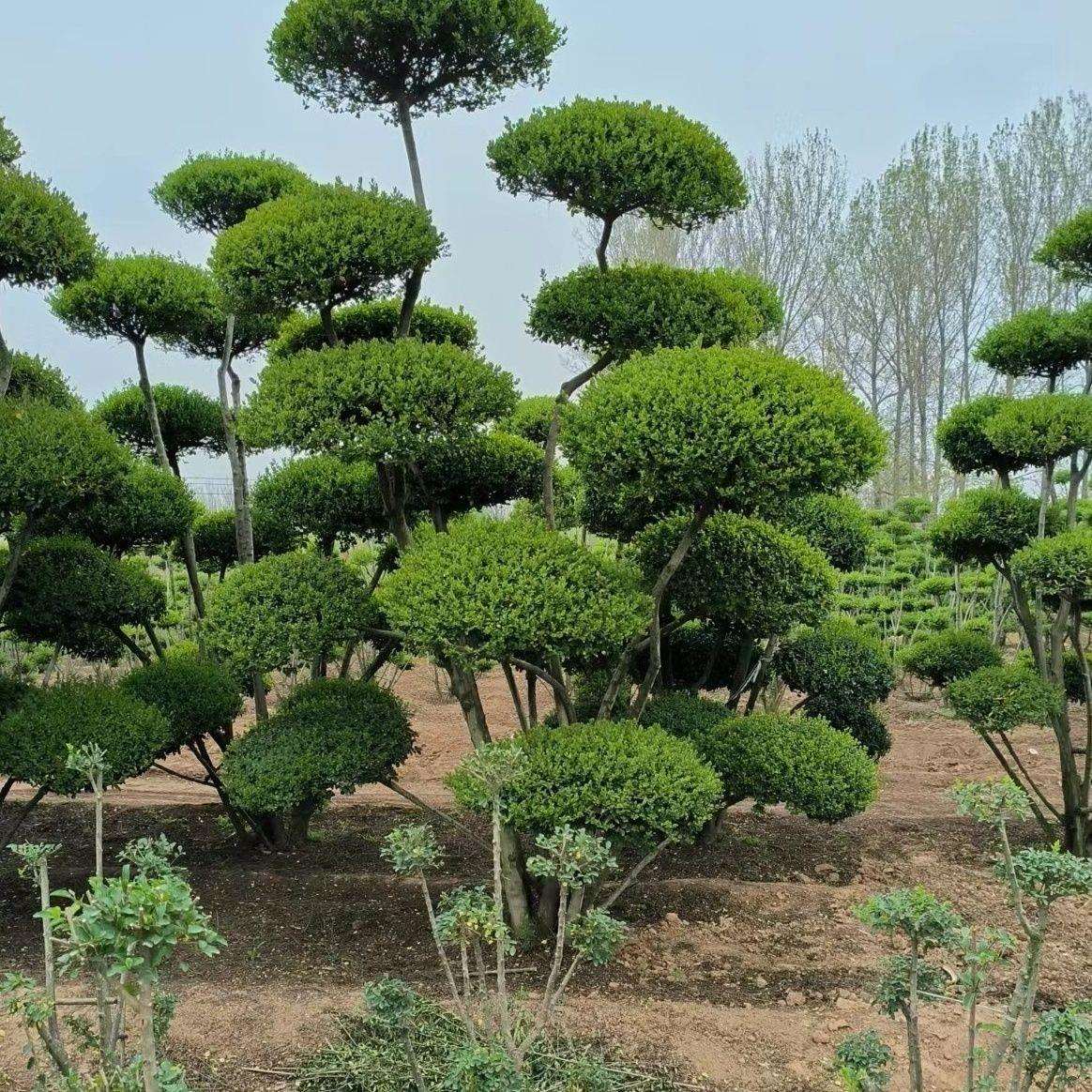 室外一盆景绿化耐寒落叶造型树物植物不庭院一拍艺术女贞古典