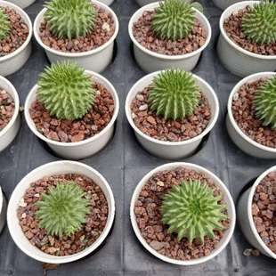 琉璃晃海胆大戟科实生多肉植物4厘米