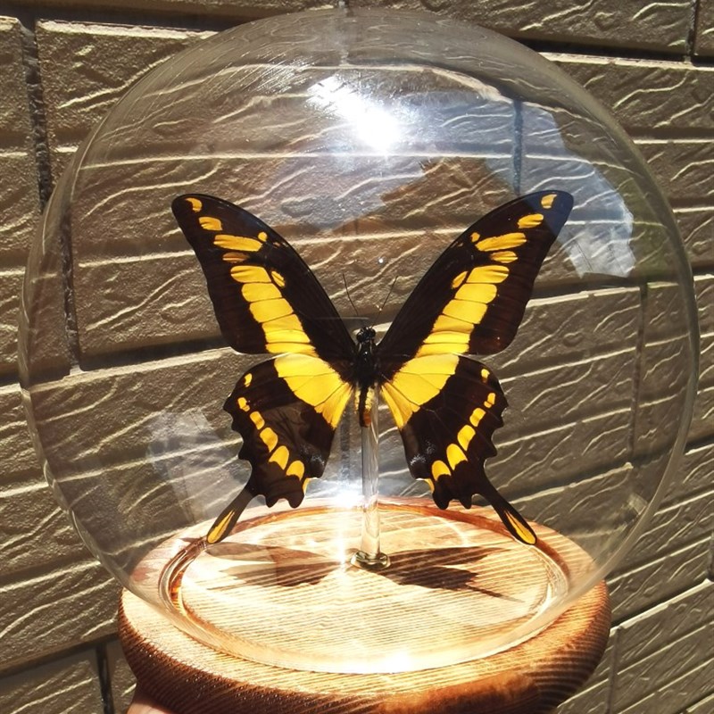 蝴蝶标本大黄凤蝶草芷凤秘鲁进口礼品家居摆件密封饰品18cm