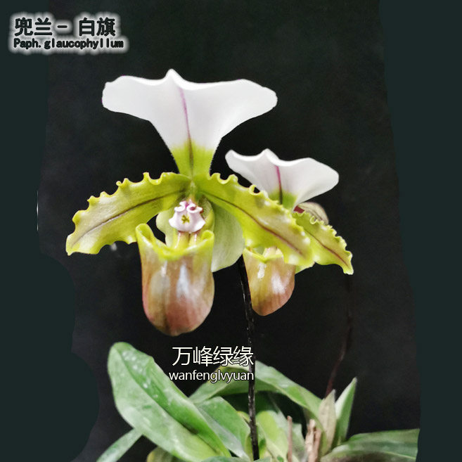 绿缘兰花 兜兰属 原种实生苗 白旗/小青蛙兜兰带花苞室内桌面盆栽