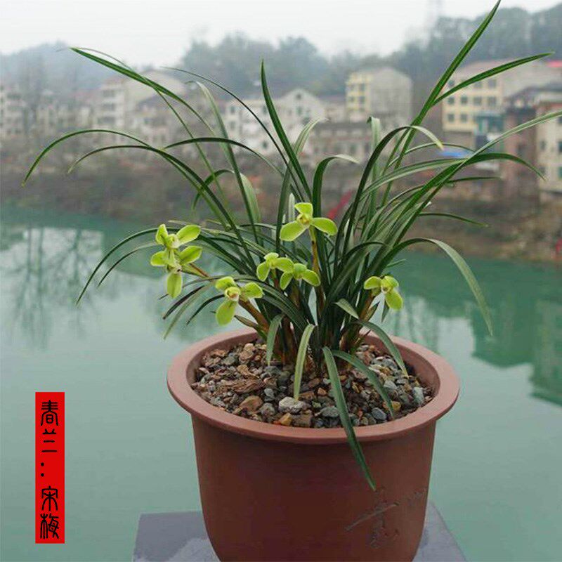 宋梅春兰老种北方庭院自然养植对版兰花苗室内客厅盆栽绿植浓香