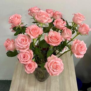 4枝粉色戴安娜影星0瑰玫瑰鲜南花玫花束云基地12345678直发鲜切花