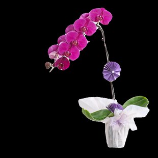 大辣椒蝴蝶兰盆栽特大号超大花兰花苗带花苞客厅室内Y绿植四季好