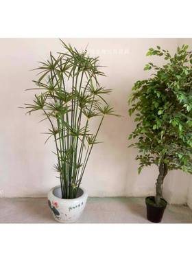 真草盆栽室内仿绿植装饰客塞lj200厅阳台装饰小盆栽橱窗摆件绿植