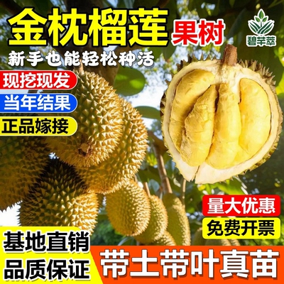 金枕头榴莲果树苗猫山王苏