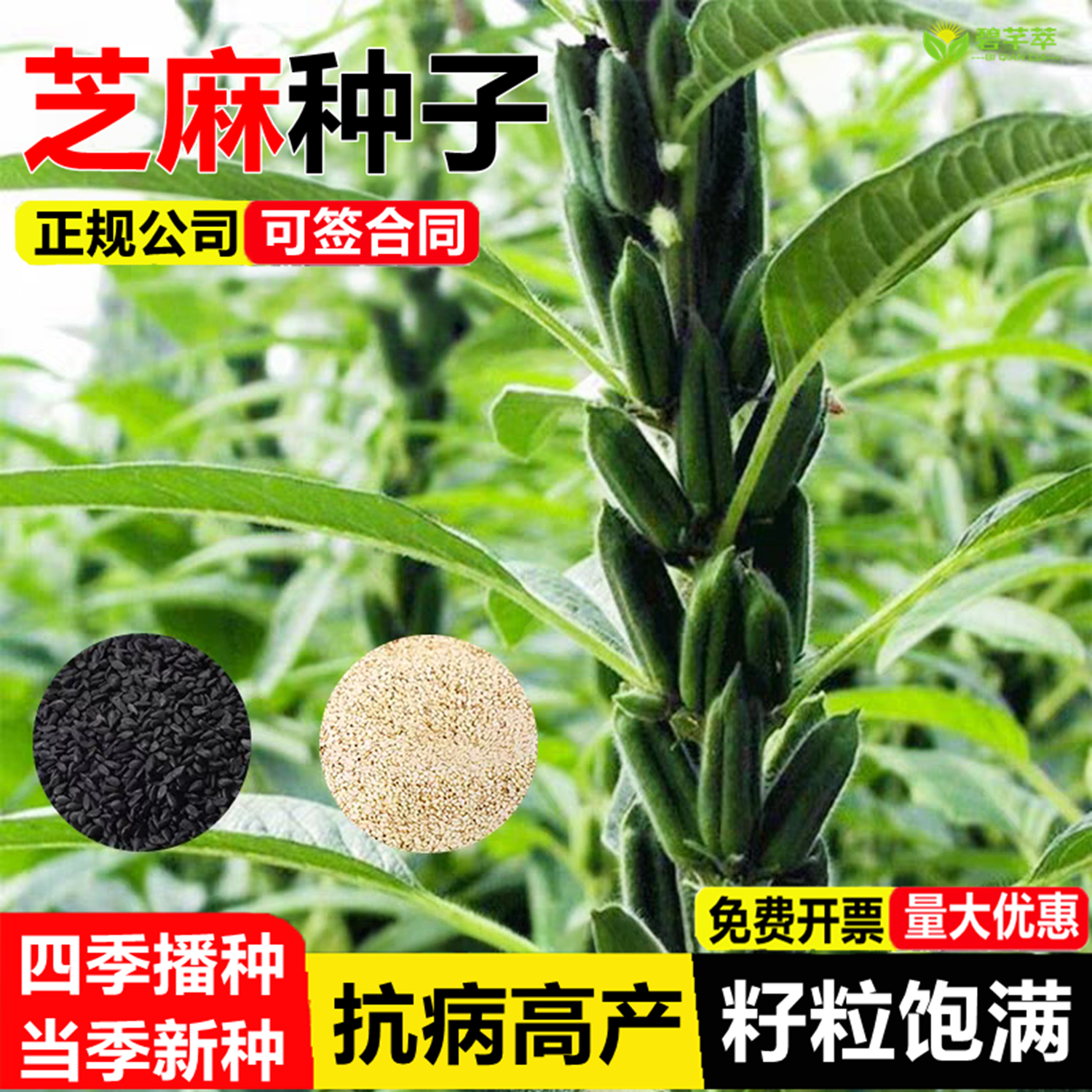 黑芝麻种子优质庭院种植早熟高产含油高黑发滋养大田用种白芝麻籽