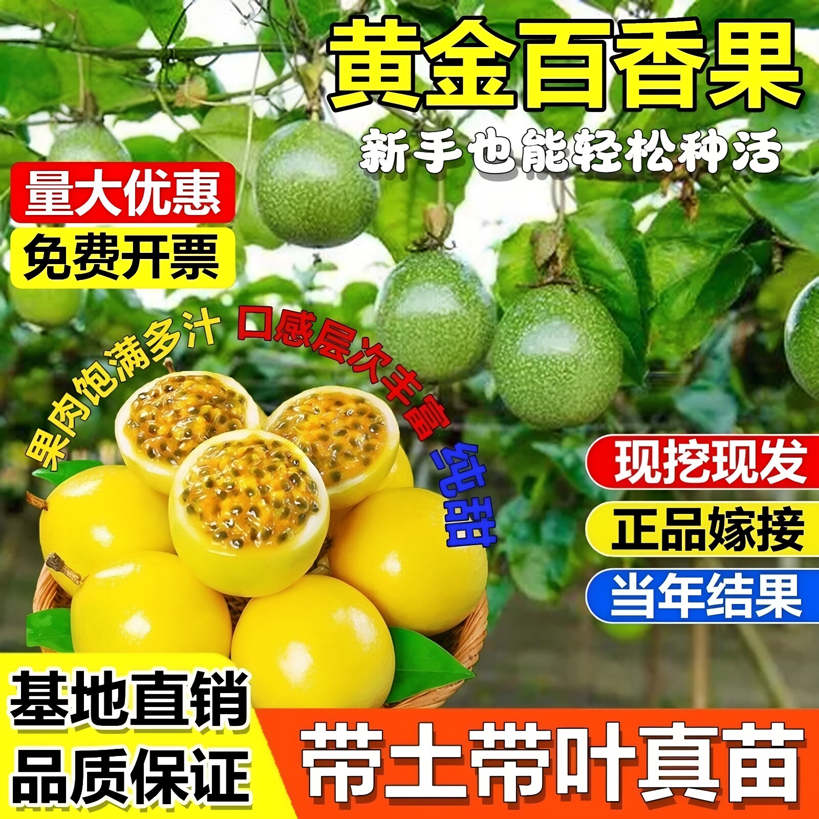 新品种钦蜜9号百香果苗黄金百香果苗四季可种特大百香果特大果图片