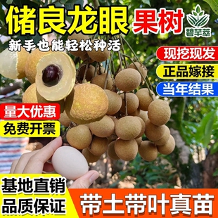 储良龙眼嫁接果树苗石硖四季无核龙眼南北方盆栽地栽桂圆当年结果