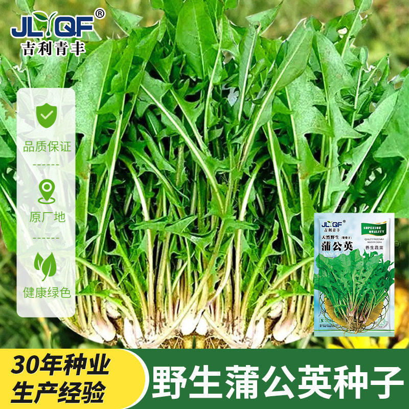 蒲公英正品特级野生种子罕见种子家庭园艺种子