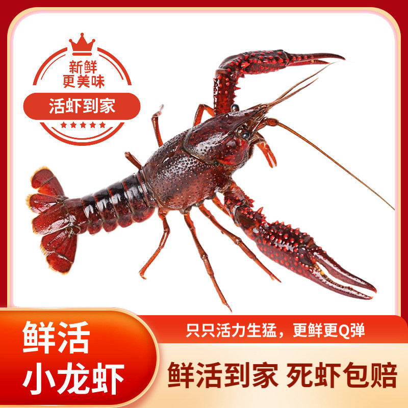 阳澄篇清水鲜活小龙虾次日达
