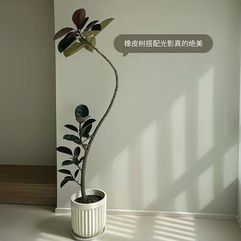 造型黑金刚橡皮树网红盆栽客厅大型观叶植物办公室好养绿植吸甲醛