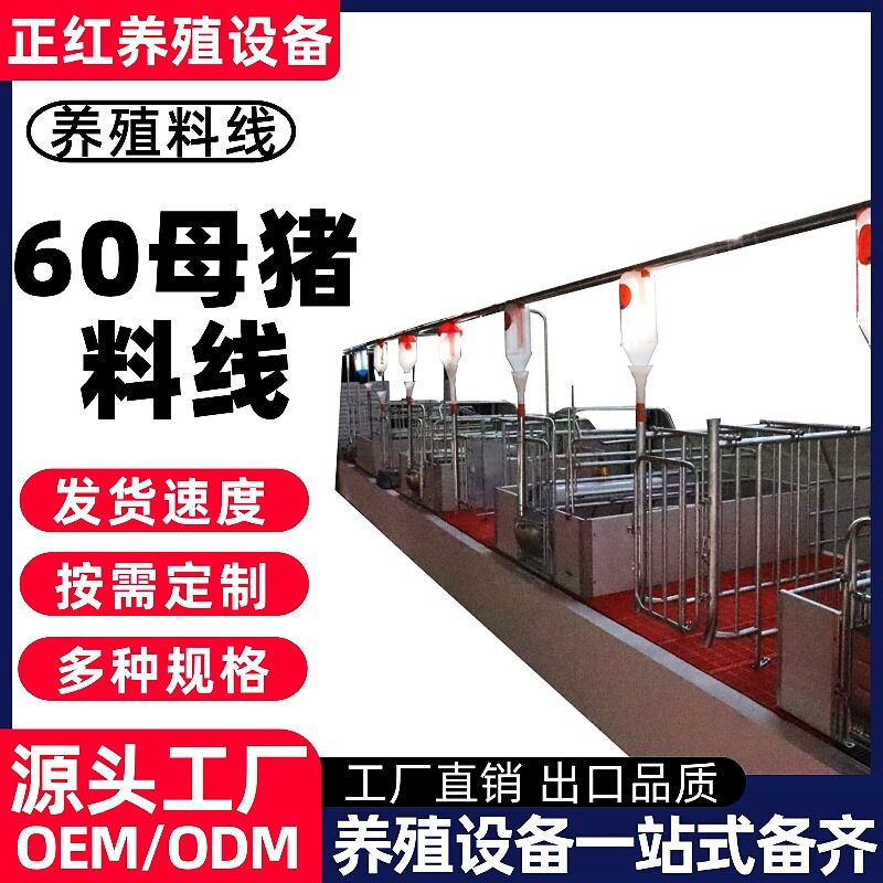 正红养殖设备 养殖场猪场60母猪料线 猪场养殖全自动母猪料线