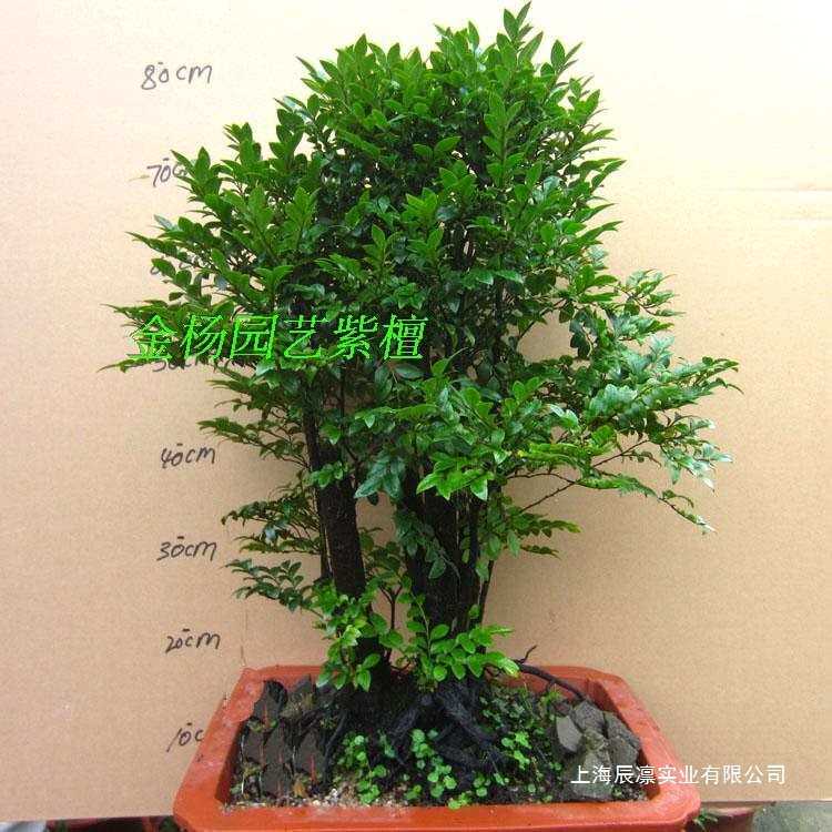 黑骨茶盆景树桩檀香室内紫檀小叶绿植盆栽窗台植物黑檀木四季常青