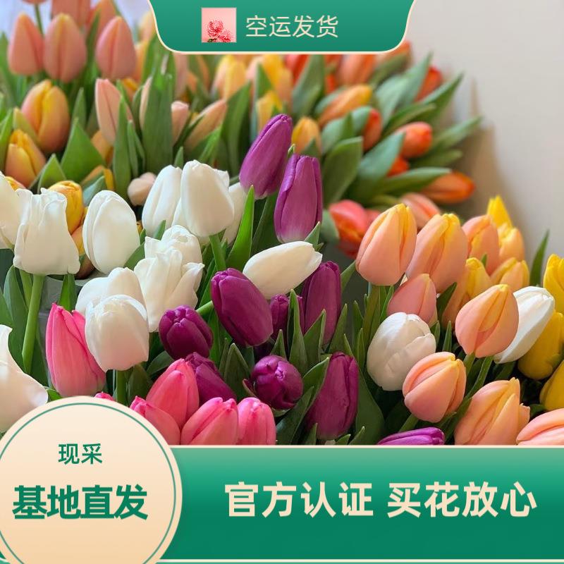 郁金香鲜花昆明直发新娘手捧花家庭用花节日送礼花束搭配插花