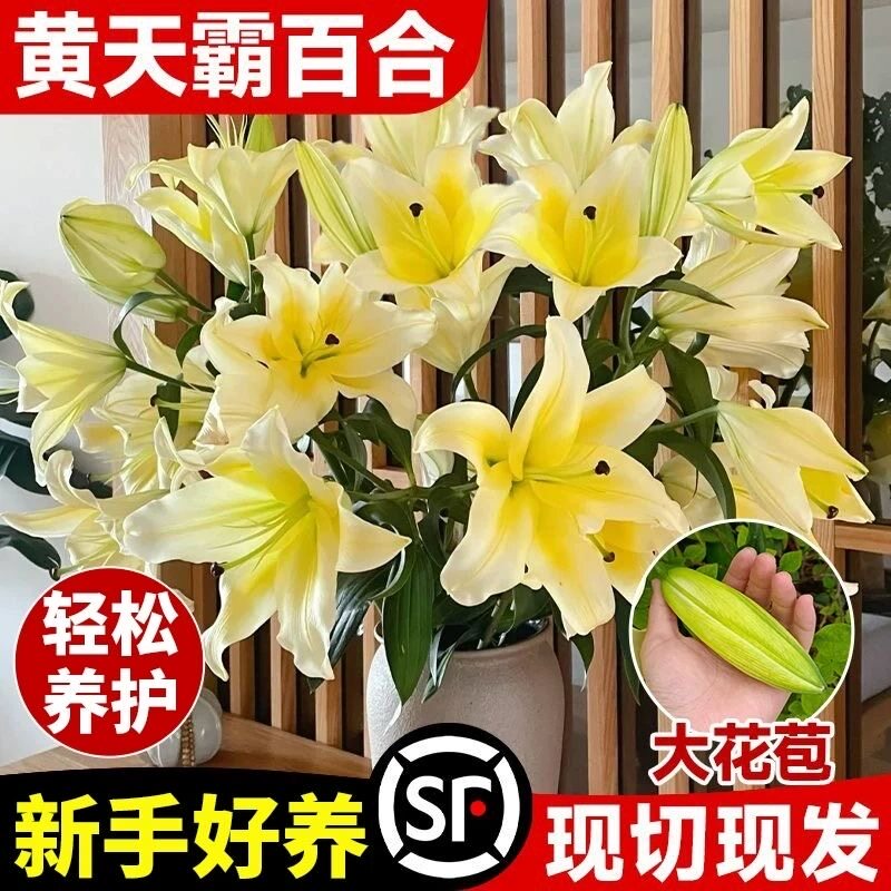 顺丰包邮辽宁A级精品百合鲜切花黄天霸黄色香水重瓣百合家用插瓶