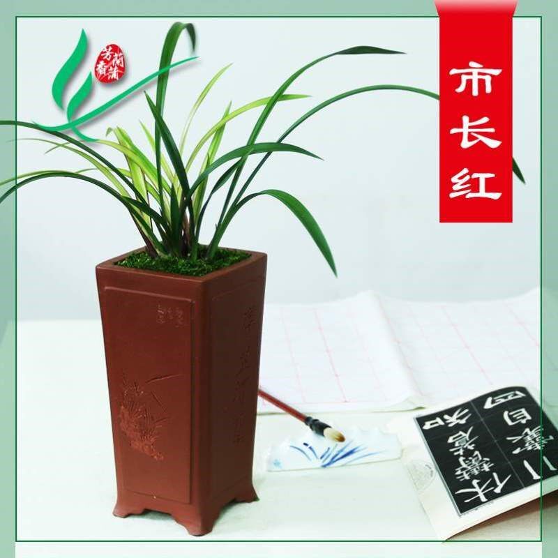 四季栽土苗兰花花苞浓香草芳香市长老种红绿带盆景建兰名贵植物卉