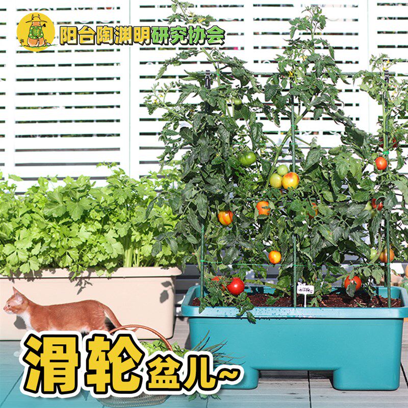 种菜盆露台阳台长方形种植盆幼儿园学校番茄月季黄瓜南瓜蔬菜爬藤