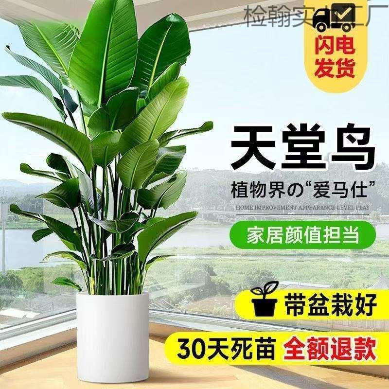 天堂鸟绿植大盆栽植物客厅懒型绿植室内新房除甲醛鹤望兰盆栽