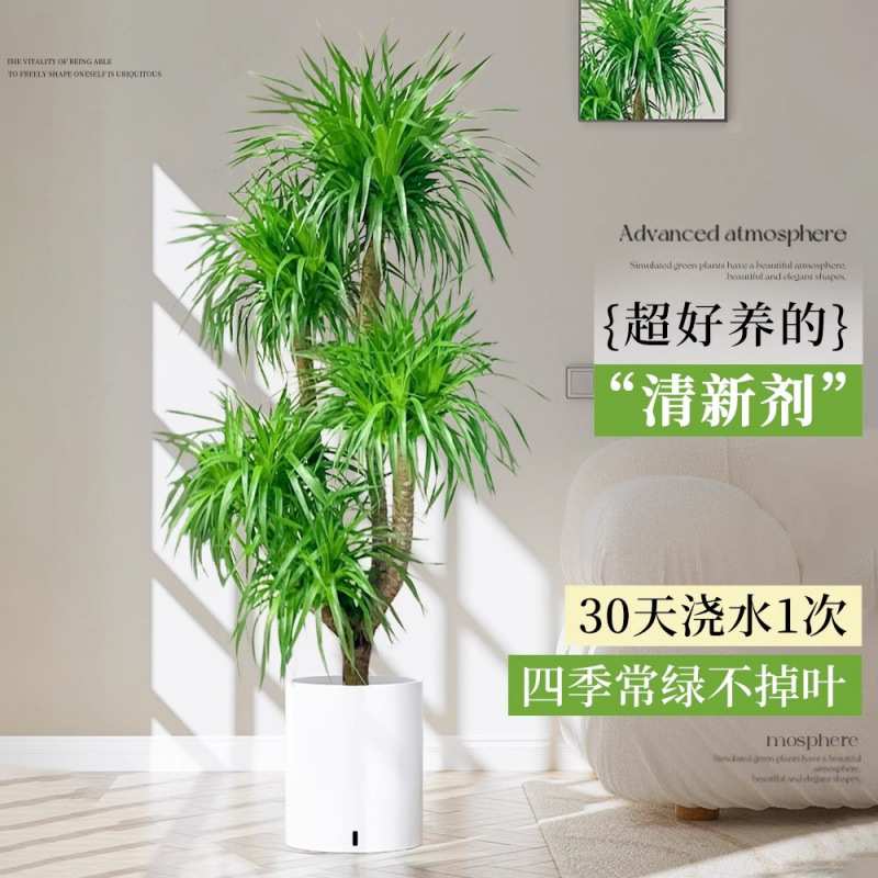 大型多头龙血树客厅绿植龙须树室内盆栽大号盆景真树植物好养禄植