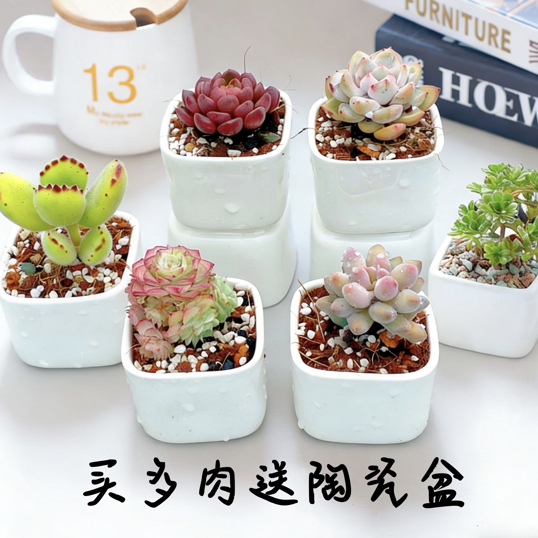 多肉植物组合盆栽含盆含土办公室多肉植物