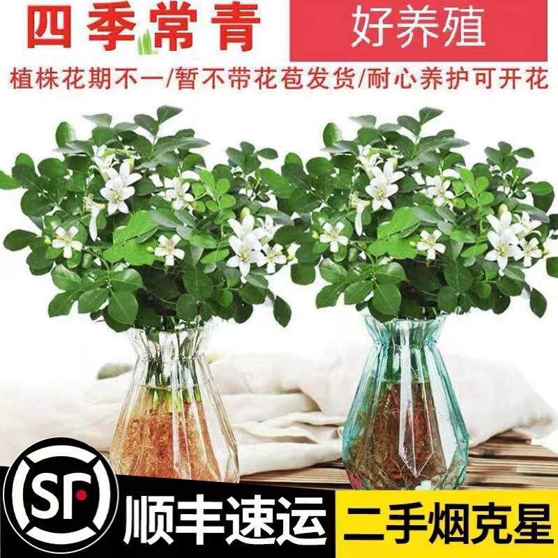 夏季驱蚊水培九里香盆栽绿植办公室内桌面四季开花卉