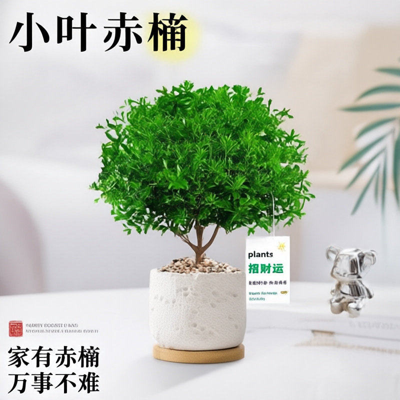 小叶赤楠盆景办公室绿植