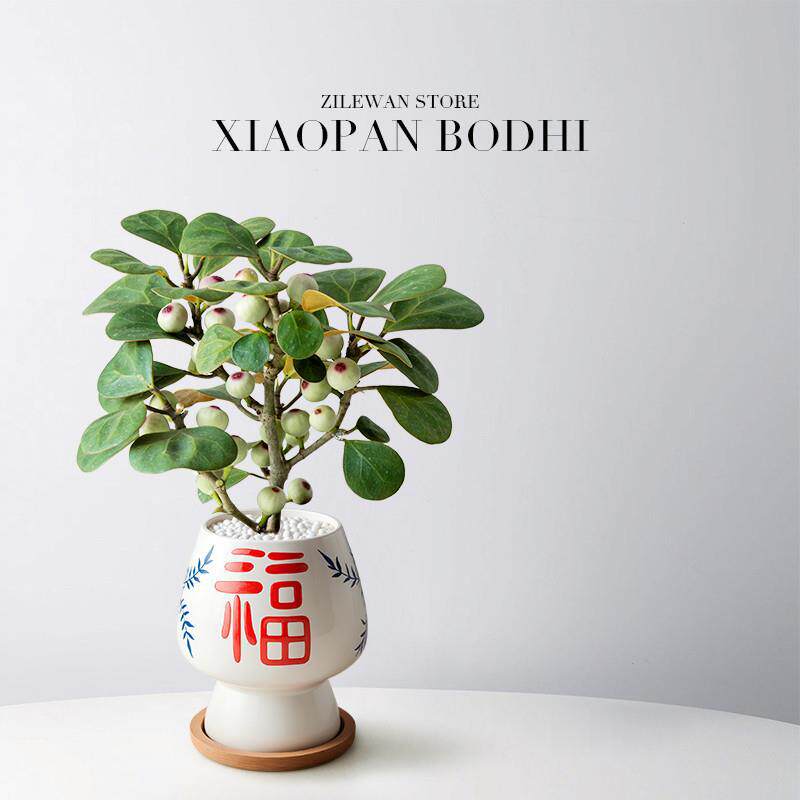 小盼菩提盆景带果菩提树盆栽办公室桌面摆件绿植室内创意好养植物