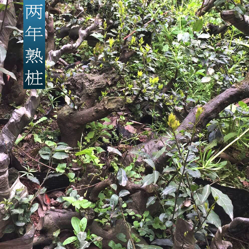 金弹子树桩盆景 黑塔子老桩盆景 两年熟桩 母桩公桩 68包邮