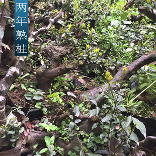 金弹子树桩盆景 黑塔子老桩盆景 两年熟桩 母桩公桩 68包邮