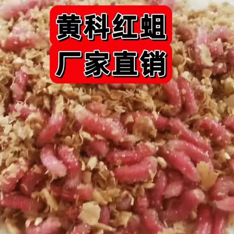 红虫溪流石斑鱼马口公鱼鲫鱼黑坑野钓鱼诱盒装饵料红钓饵厂家直发