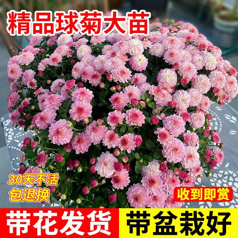 球菊花苗盆栽带花苞球菊千头菊小苗花卉庭院阳台好养室内观花植物