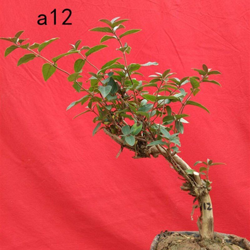 红色1公分金银花盆景苗木树桩花卉爬藤植物红色双色花易养好活