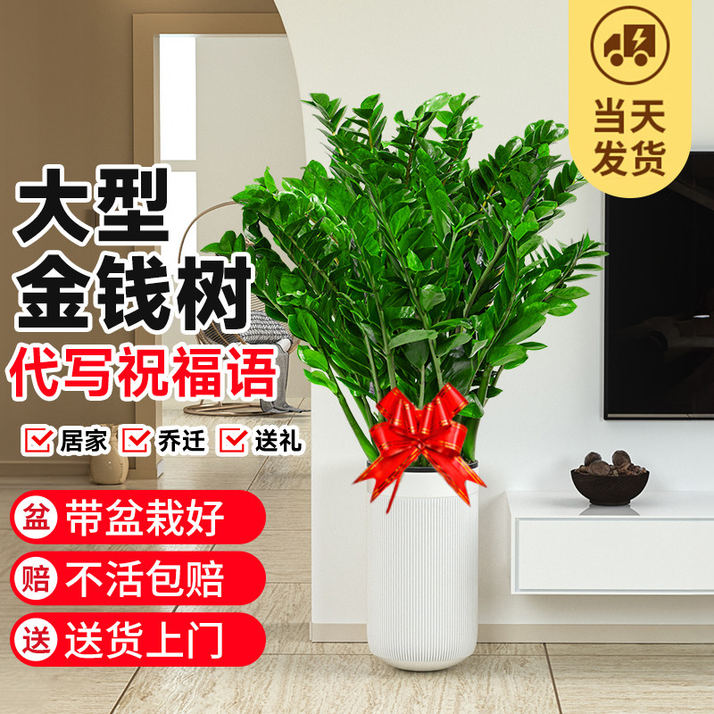 金钱树盆栽大盆客厅绿植好养活四季家庭新房去甲醛大型室内植物禄