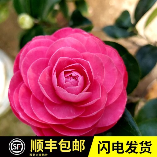 粉色十八学士茶花盆栽树苗室内外好养绿植阳台办公室庭院花卉促销